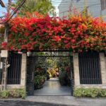 cay hoa giay do 01 1