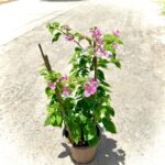 Cây Hoa Giấy Hồng Gân ( hoa giấy trắng tuyết - Nhật Bản )