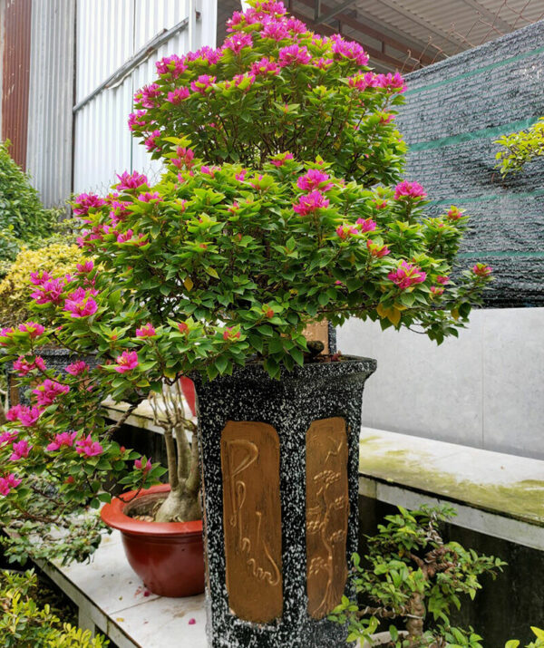 Hoa Giấy Ngũ Sắc cay-hoa-giay-my-bonsai-trong-chau Cây hoa giấy Mỹ lá nhỏ (hoa giấy màu đỏ, hoa giấy bông kép)  