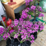 Cây hoa giấy mỹ màu tím lá cẩm thạch