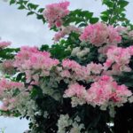 cay hoa giay phot hong 03