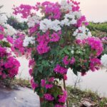 Hoa giấy 2 màu