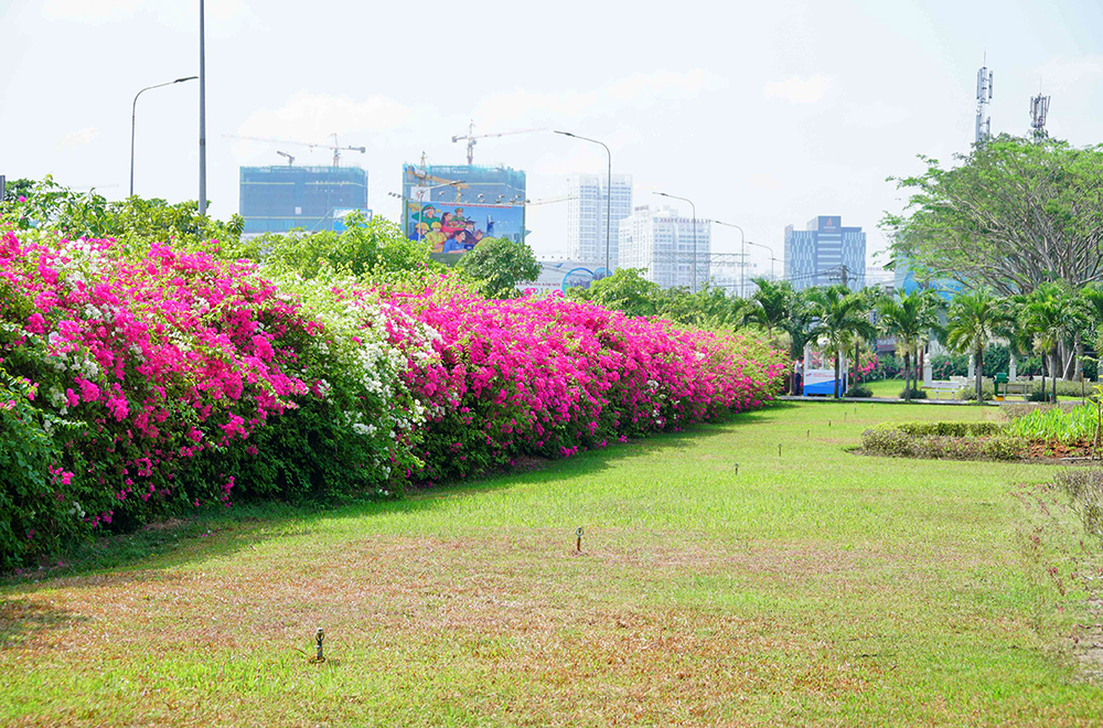 Hoa Giấy Ngũ Sắc hoa-giay-san-truong Cách trị bệnh trên cây hoa giấy, các loại bệnh trên cây hoa giấy Dịch vụ cắt tỉa cây Dịch vụ trồng cây hoa giấy Loại cây hoa giấy  