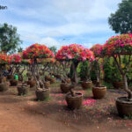Trồng cây hoa giấy