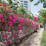 Trồng hoa giấy làm hàng rào cho công ty