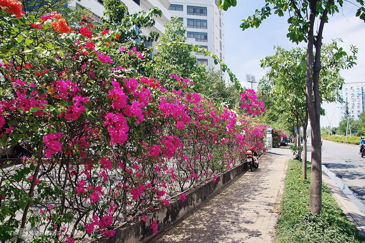 Hoa Giấy Ngũ Sắc trong-hoa-giay-lam-hang-rao Cách tưới nước và chăm sóc cho hoa giấy Loại cây hoa giấy  