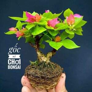 Cây hoa giấy mini (gốc hoa giấy nhỏ để bàn) Hoa giấy chậu Hoa giấy chậu, hoa giấy leo, hoa giấy giống, hoa giấy công trình, hàng rào