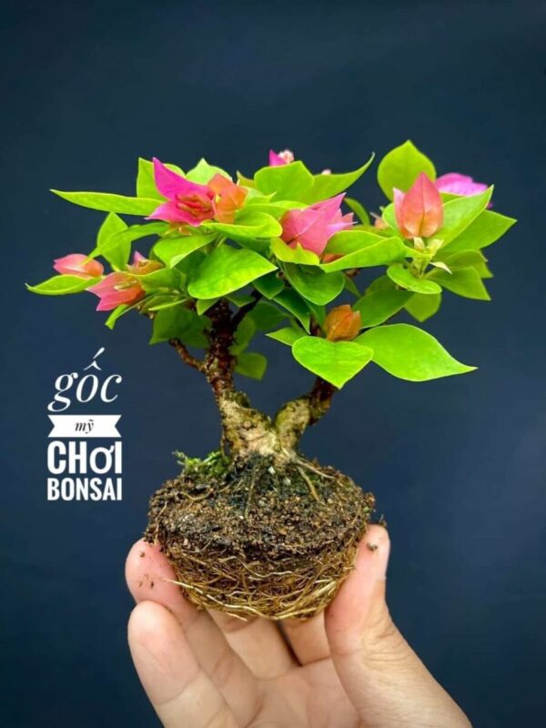 Hoa Giấy Ngũ Sắc cay-hoa-giay-chau-de-ban-2 Cây hoa giấy mini (gốc hoa giấy nhỏ để bàn)  