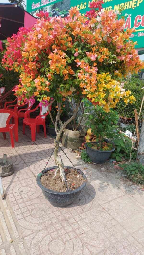 Hoa Giấy Ngũ Sắc hoa-giay-thai-ngu-sac-trong-chau-2 Hoa giấy bonsai trồng chậu ( hoa thái ngũ sắc nhiều màu )  