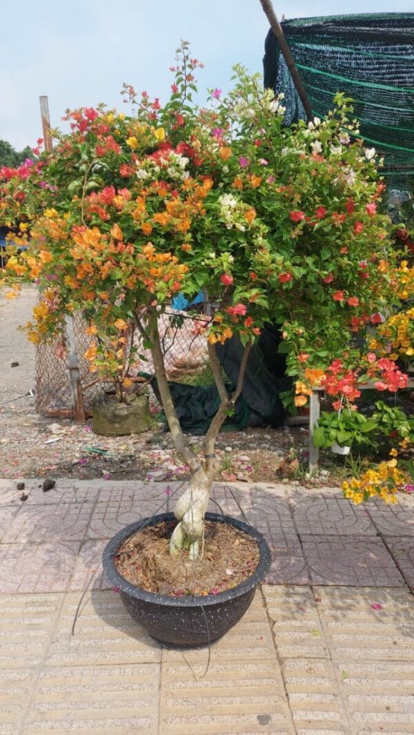 Hoa Giấy Ngũ Sắc hoa-giay-thai-ngu-sac-trong-chau-5 Hoa giấy bonsai trồng chậu ( hoa thái ngũ sắc nhiều màu )  