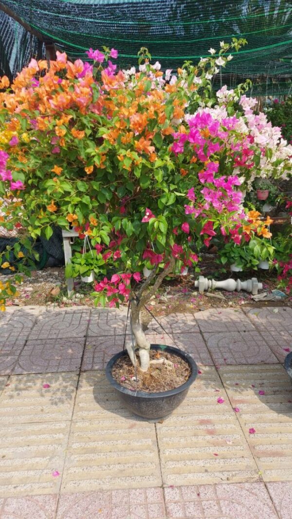 Hoa Giấy Ngũ Sắc hoa-giay-thai-ngu-sac-trong-chau-6 Hoa giấy bonsai trồng chậu ( hoa thái ngũ sắc nhiều màu )  