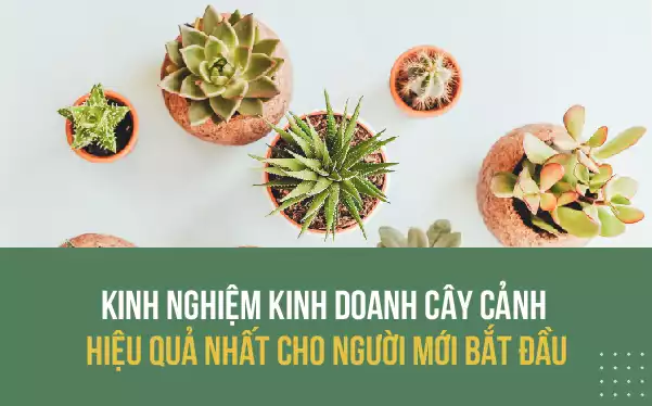 Hoa Giấy Ngũ Sắc kinh-doanh-cay-canh Khởi nghiệp Kinh doanh cây cảnh kiếm 1-3 triệu / ngày ra sao ? Địa chỉ bán hoa giấy  